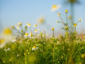 Fitoterapia - Scuola di Naturopatia SIMO